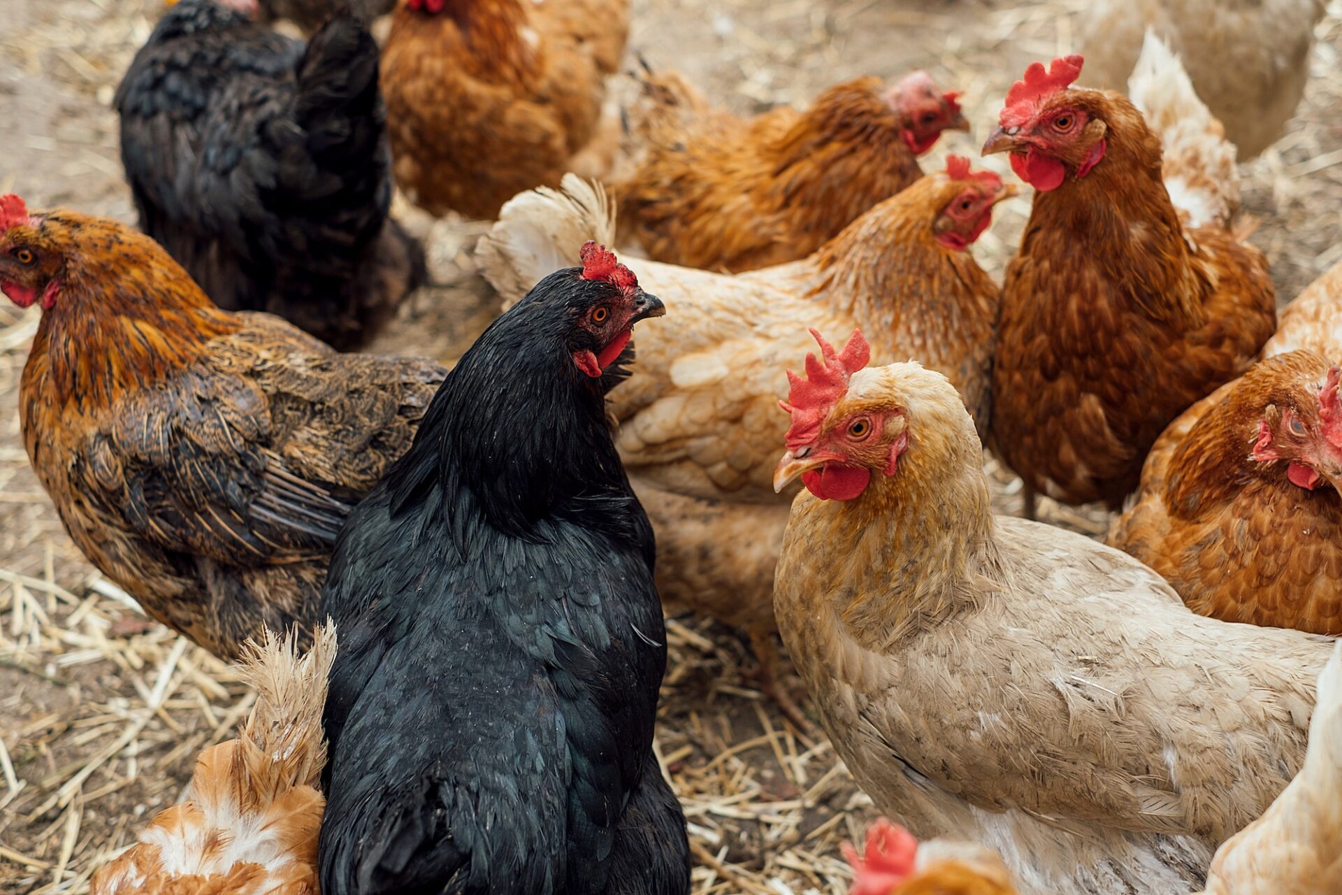 A group of colorful chickens on a farm